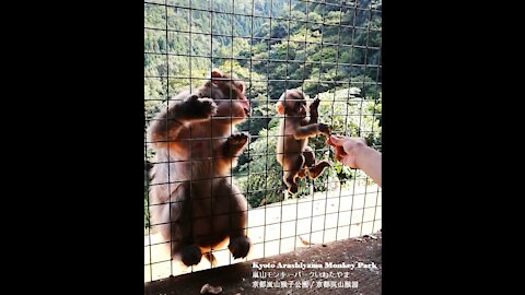 170809 Japan Kyoto Iwatayama Monkey Park Hand Feed the Monkeys
