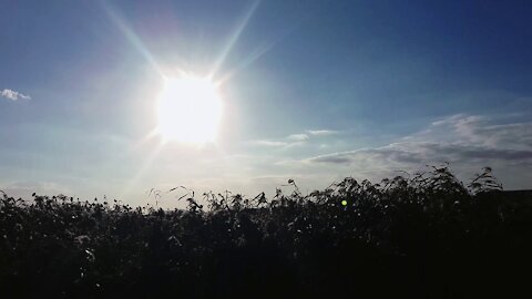 wind and reed, sky and sunshine