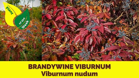 BRANDYWINE VIBURNUM | Viburnum nudum by Proven Winners