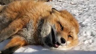 Meet Finnegan, a very friendly fox!