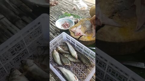 Flate fish just catched from river🦈