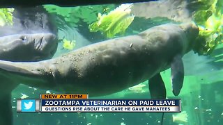 Federal wildlife officials investigate care of manatees under senior vet at a Tampa zoo
