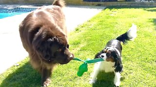 Mismatched pups playing tug-of-war will brighten your day