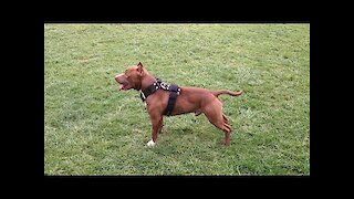 American Pit Bull Terrier Diesel