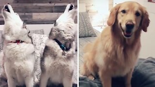 Golden Retriever Totally Shocked By Howling Huskies