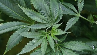Virginia Votes To Decriminalize Marijuana