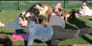 Goat yoga in Cedarburg