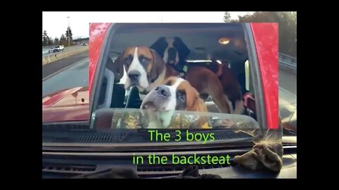 Poopapalooza- St. Bernard Poops on brother in truck while driving down the interstate. Volume On.