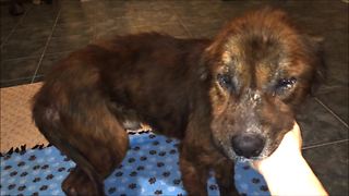 Beaten And Abused Dog Saved From Death