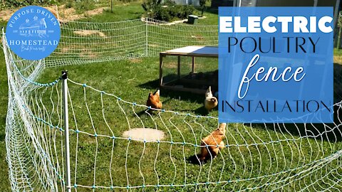 Electric Poultry Fence Installation