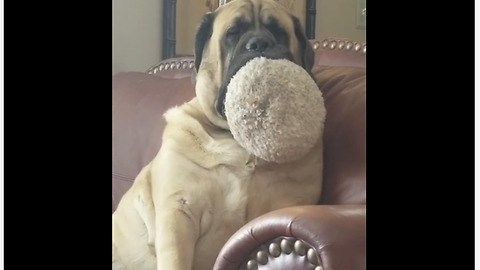 Big dog falls asleep with toy in mouth