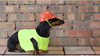 Dachshund helps repair new apartment