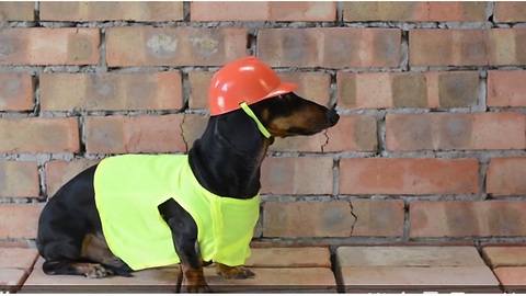 Dachshund helps repair new apartment