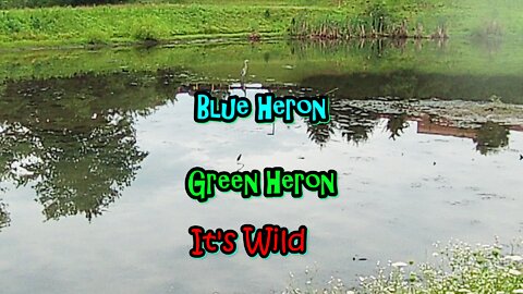 Blue Heron & Green Heron
