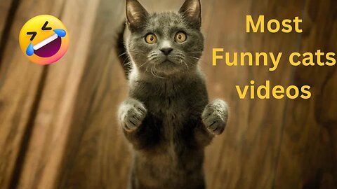 😹🎥 Most Hilarious Cat Videos Ever! 🐾 Laugh-Out-Loud Moments with Feline Friends! #FunnyCats