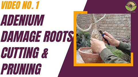 Adenium Damage Roots Cutting, Pruning & Care for Antifungal