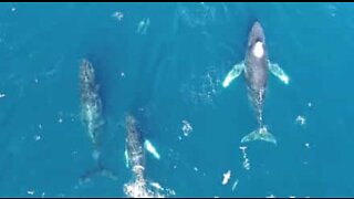 Baleias-jubarte captadas na costa da Califórnia