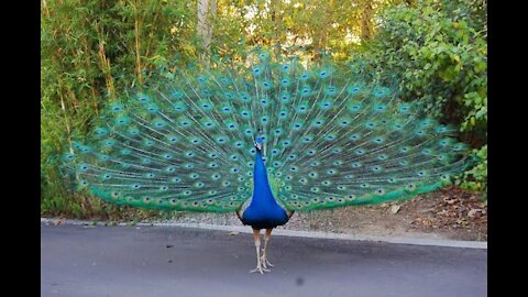 Peacock makes amazing moves