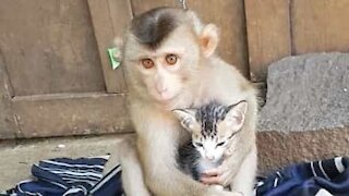 Il migliore amico di questa scimmia è un baby gatto