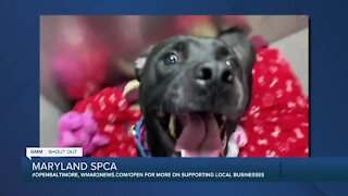 Damien the dog is looking for a new home at the Maryland SPCA