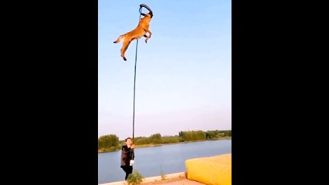 Dog flyies in air | dogs show their jumping agility