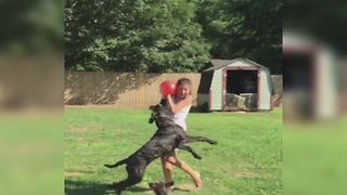 A Dog VS A Balloon Water Bomb