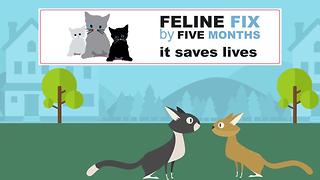 Feline Fix by Five: Veterinarians Update Best Practice for Spaying & Neutering Felines