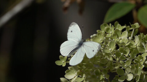Elegant moving Cabbage White Butterfly in epic slow motion
