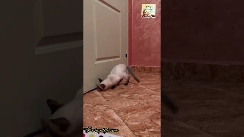 Cats try to escape from prison by digging a tunnel قطط تحاول حفر نفق للهروب 😂🐈