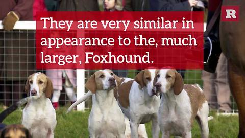13 Fun Facts on the Beagle | Rare Animals
