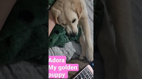 Adora #goldenretrieverpuppy #shortcreator #puppies pupp #goldenretriever #viral #dogs