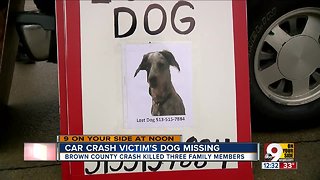 Car crash victim's dog missing