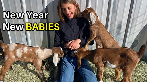 BABY GOAT birthing..... Belle had FOUR Mini-Nubian baby goats!! (NOT a How To)