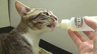 Adorable Little Cat Drinks from Baby Bottle