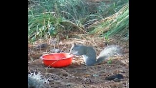 Squirrel attacks dog food