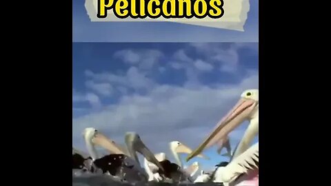 As incríveis aves aquáticas (Pelicanos) #shorts