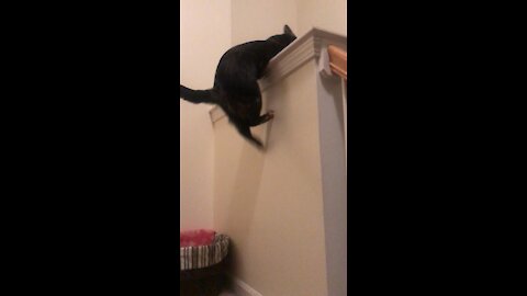 Cat can’t jump