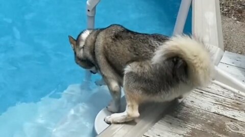 Brilliant husky excited for swimming