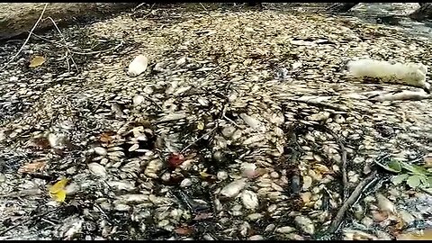Denuncian mortandad de peces en una quebrada de Santander