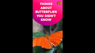 Top 4 Facts About Butterflies *