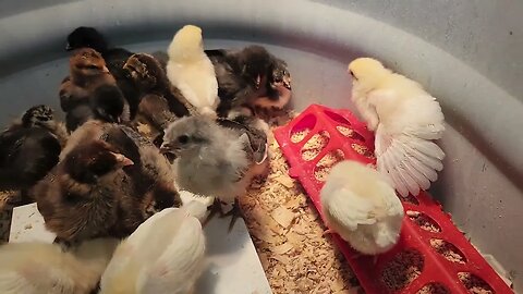 Update: 10 Day Old Chicks, Wow Feathers Grow Fast!
