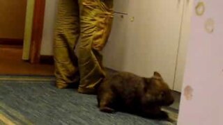 Small wombat wants to help in the kitchen