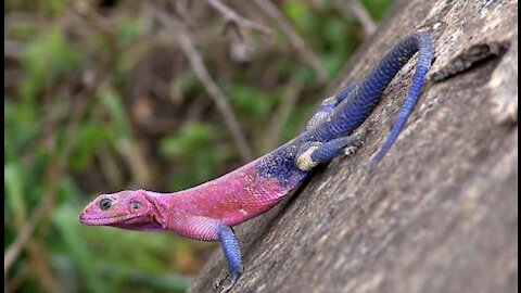 Lizard in Nature