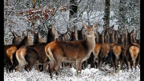 Wildlife deer