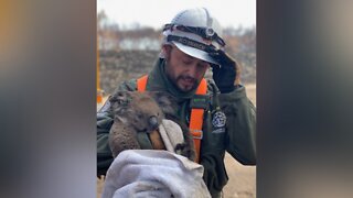 Las Vegas man helps rescue animals from Australia fires