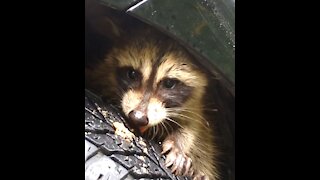 Scared Baby Raccoons Under My Car Tire Well