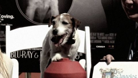 Uggie dostaje gwiazdę na Hollywoodzkiej Alei Gwiazd