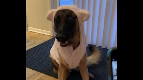 German Shepard Is Not Impressed With Her New Outfit