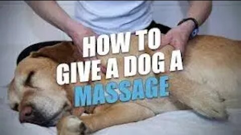 Dog Lying On Bed While Getting A Massage video