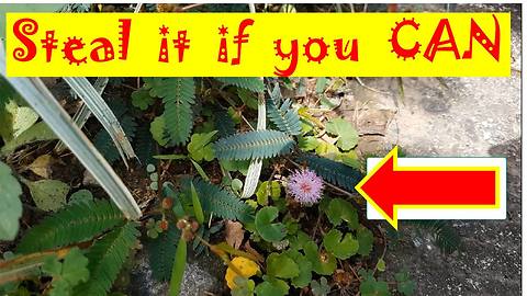 Steal Mimosa Pudica Leaves Challenge: Who can Pick the Leaves Without Causing it to Close